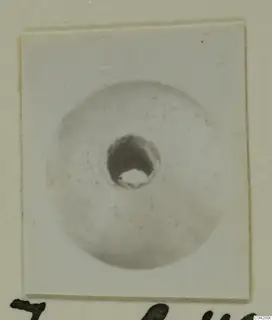 Pale rounded object with a central hole, shown on a white card mount, from Amathus
