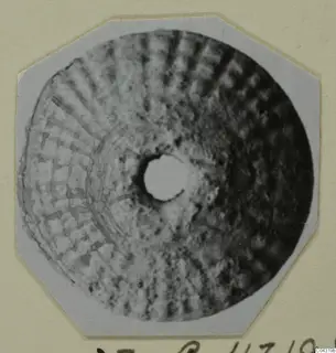 Disc-shaped object with a central hole and radial ribbing, partly traced in ink, on a mounted card