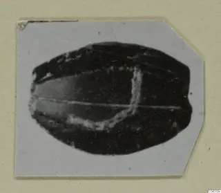 Small dark oval object with pale lines across its face, from Amathus, photographed on a card mount