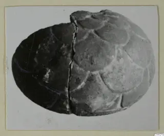 Faience fragment from Amathus: oval object with overlapping raised lobes and a vertical crack