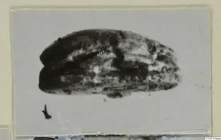 Blurred photograph of a scarab, a dark mottled oval object seen from the side.
