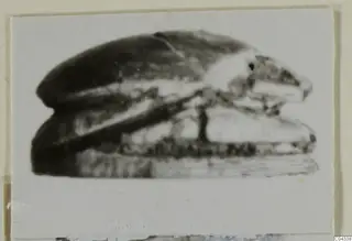 Glyptic A.I.2605: a blurred side view of a scarab-shaped seal or gem, photographed on a mounted card