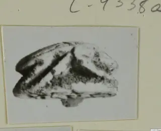 Mounted photograph of a small scarab-type seal from Ayia Irini, shown in grainy grey tones