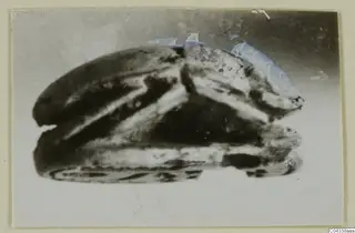 Stone scarab seal, side view, photographed on a card mount