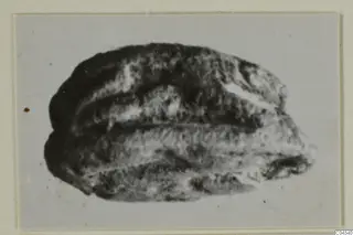 Small stone scarab from Ayia Irini, shown on a mounted print