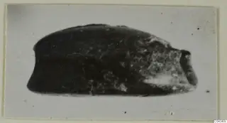 Side view of a dark stone seal or gem, photographed against a pale background.
