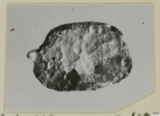 Small pitted oval find from Ayia Irini, shown close up