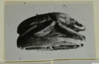 Scarab seal, shown in a photograph mounted on a grey card