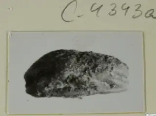 Blurred photograph of a small elongated find of stone, mounted on a card with a handwritten number