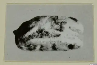Glyptic find from Ayia Irini: a small stone object, photographed on a grey card mount
