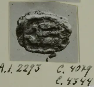 Find photograph of a rounded, impressed lump with raised ridges, mounted on a cream card with handwritten labels