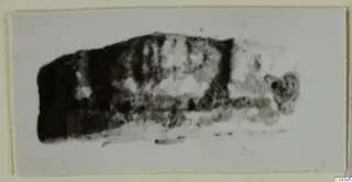 Blurred photograph of a small dark elongated object, possibly a scarab, on a mounted print
