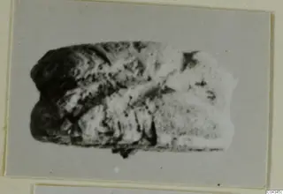 Stone scarab from Ayia Irini, shown on a grey card mount.