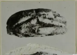 Stone scarab from Ayia Irini, shown with dark and pale bands across its domed surface