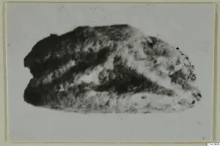 Small stone seal or scarab from Ayia Irini, shown in a close photograph
