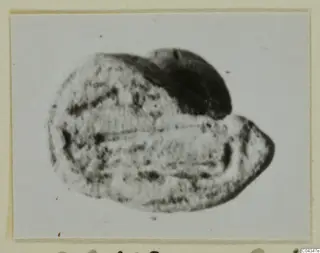 Small oval engraved gem or seal from Ayia Irini, photographed on a card mount