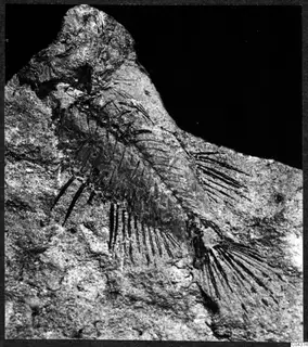 Close view of a grainy rock with dark, feather-like fossil impressions fanning across its surface