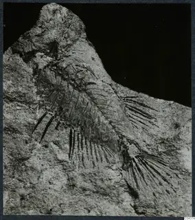 Fossil impression in a stone slab, showing a body with radiating thin dark rays against a black background.