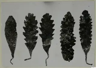 Five leaf-shaped metal ornaments with sawtooth edges and thin curved tails, shown in a row.