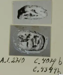 Two photographs of small oval seal-like stone objects mounted on a card, with handwritten number labels below.