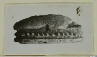 Side view of a stone scarab seal, photographed as a glyptic find