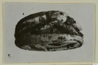 Glyptic (scarab) from Ayia Irini, a small oval object photographed large on a grey card