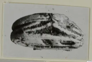 Glyptic object from Ayia Irini, shown in side view with banded surface markings