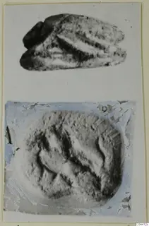 Two photographs of a small stone scarab with incised grooves, one showing its side and one its flat face