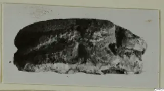 Stone scarab from Ayia Irini, photographed on a mounted card