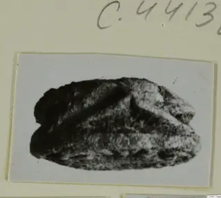 Glyptic: a dark stone scarab-type seal, photographed on a card mount