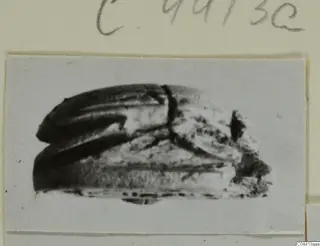 Stone scarab from Ayia Irini, seen from the side and mounted on a card