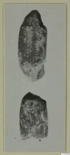Two elongated dark objects with mottled surfaces, one above the other, on a pale card mount