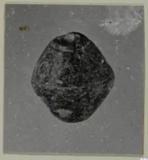 Single dark rounded find on a grey card, from the Kastros tombs at Lapithos