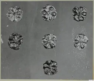 Seven gold disc-shaped jewellery pieces with raised petal-like patterns, laid out on a dark background, from the Lapithos Kastros tombs