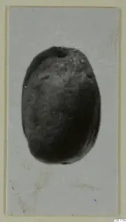 Glyptic: oval dark stone object, recorded as a scarab, photographed centred on a pale grey background.