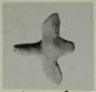Small terracotta object with four projecting limbs in a cross shape, photographed on a card mount
