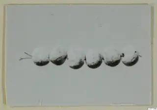 Small finds from Lapithos Tomb 313 A: a row of rounded objects with a thin pin-like piece at the left end, on a pale card
