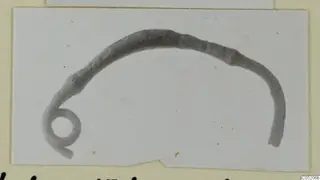 Curved metal rod with a tight coiled end, photographed on a card, from Lapithos Tomb 409