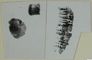 Close photographs of small gold and silver jewellery from Enkomi, Tomb 3, mounted on a cream card