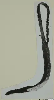 Corroded iron tool with a looped top and a long, bent, tapering blade, from the Marion tomb finds
