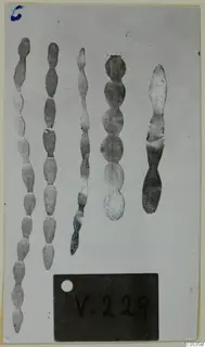 Five elongated gold jewellery fragments with swellings along their length, laid out on a card with a number label below