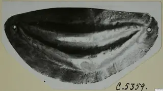 Flat, curved object with two small holes near its ends, from Marion