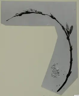 Dark, curved corroded object tapering to a point, with small projections, shown on a grey print mounted on cream card
