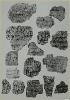 Many ribbed, porous fragments laid out on a pale background, some with regular parallel grooves.