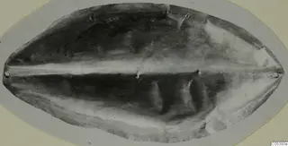 Flat oval slab with a pale central ridge and a small hole near each pointed end, from Marion.
