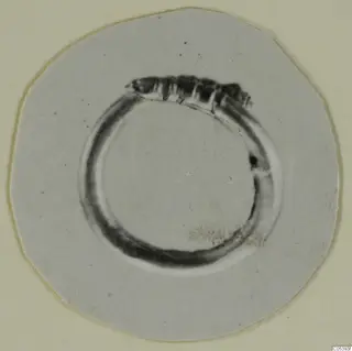 Ring with a ridged dark strip across its top, from Marion, on a round card
