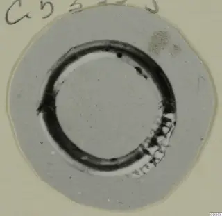 Ring-shaped object from Marion, shown on a round grey card mount.