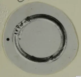 Ring from Marion photographed on a round light card, with a notched band along its upper-left arc.