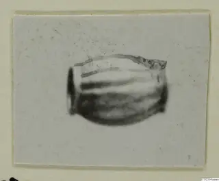 Blurred photograph of a rounded object with a thin irregular line along its upper edge, mounted on a card, from Marion