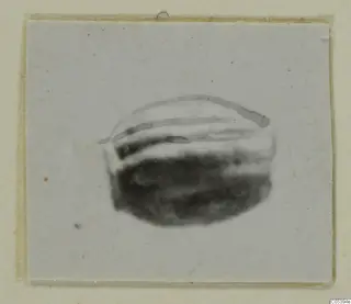Blurred photograph of a dark oval object with pale curved lines, mounted on a pale card, from Marion.